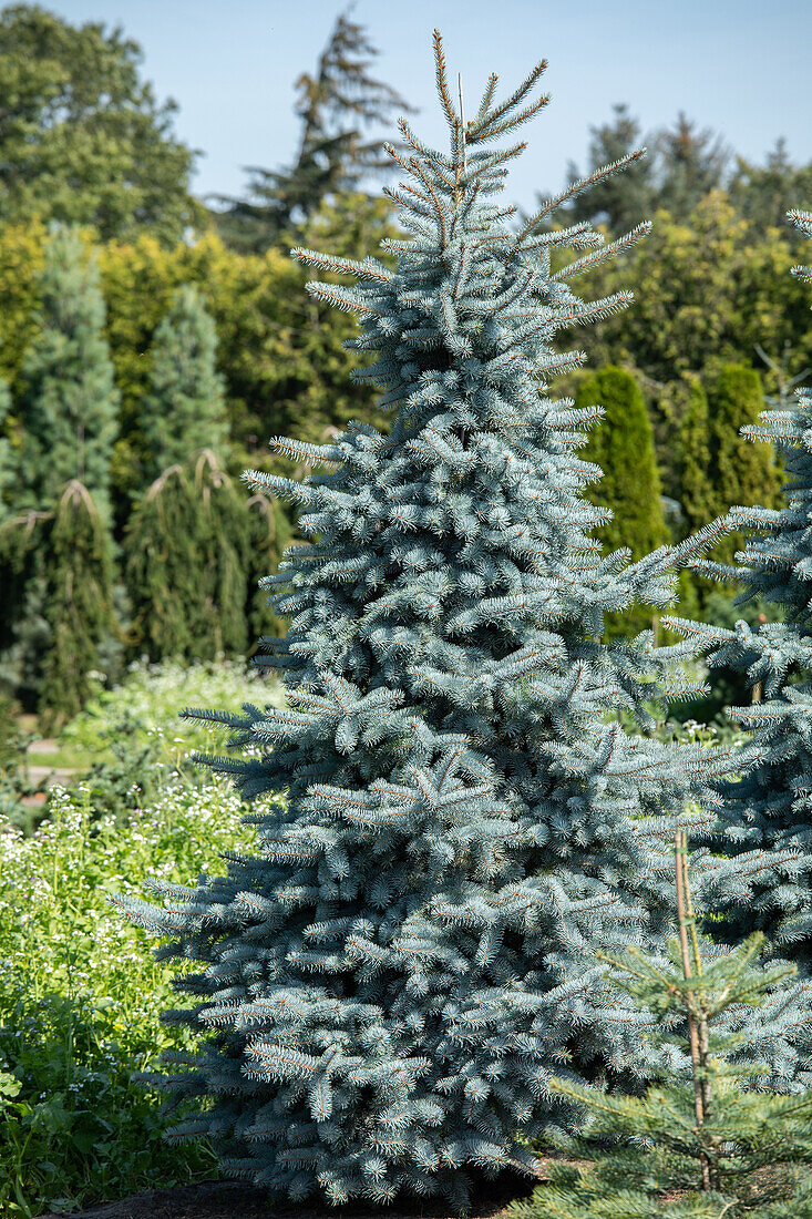 Picea pungens 'Hoopsii'