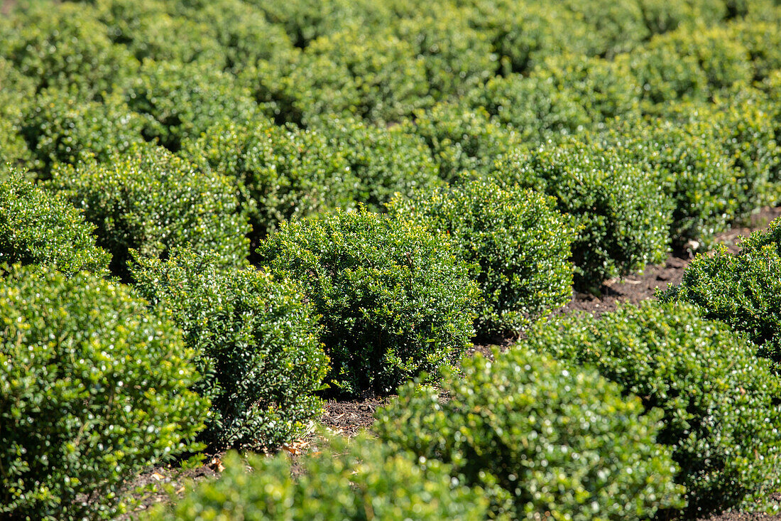 Ilex crenata, ball