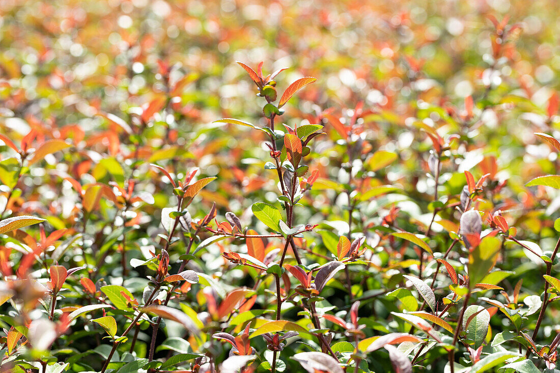 Chaenomeles 'Friesdorfer Type 205'