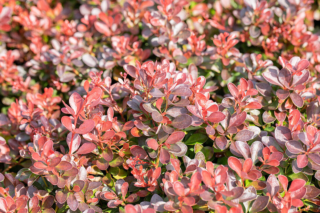 Berberis thunbergii 'Atropurpurea Nana'