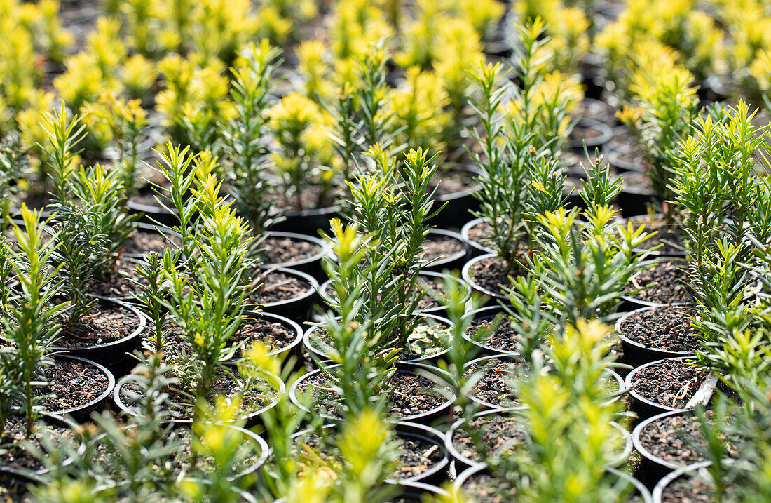 Taxus baccata 'Semperaurea'