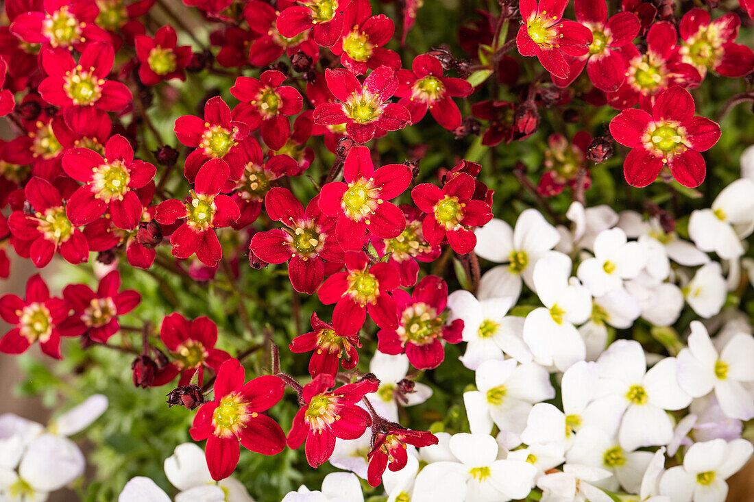 Arabis & Saxifraga Early SunPoly®