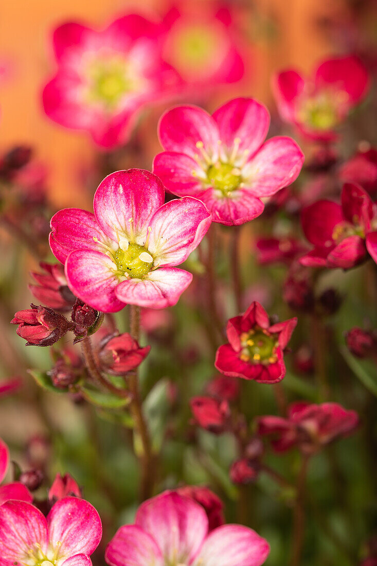 Saxifraga x arendsii 'Alpino™ Deep Rose'