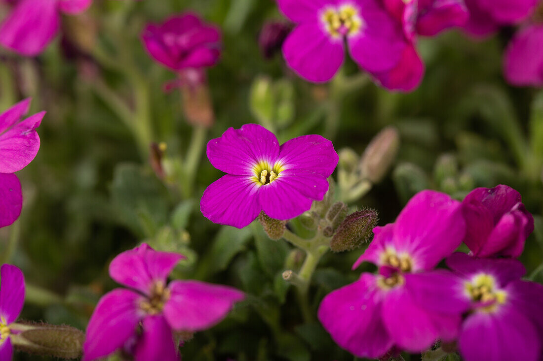 Aubrieta x cultorum 'Kitte® Blue'