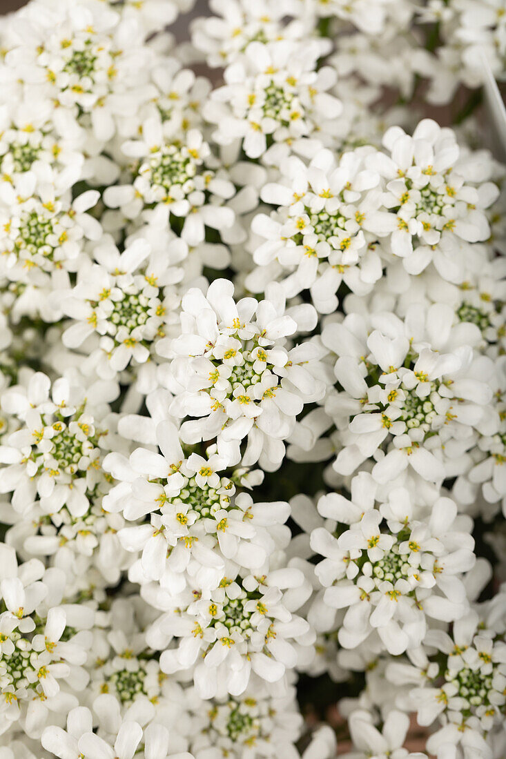 Iberis sempervirens 'Snowdrift'