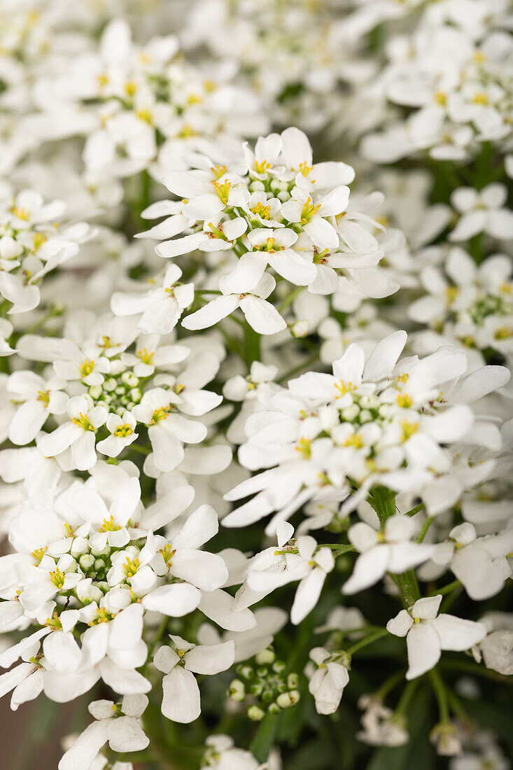 Iberis sempervirens 'Snowdrift'