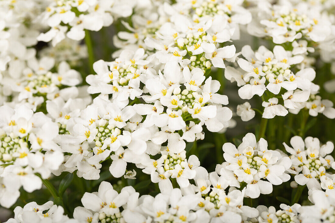 Iberis sempervirens 'Snowdrift'