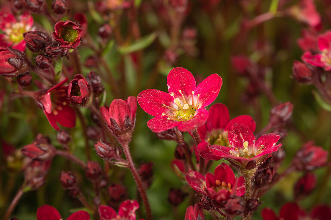 Saxifraga x arendsii 'Alpino™ Red'