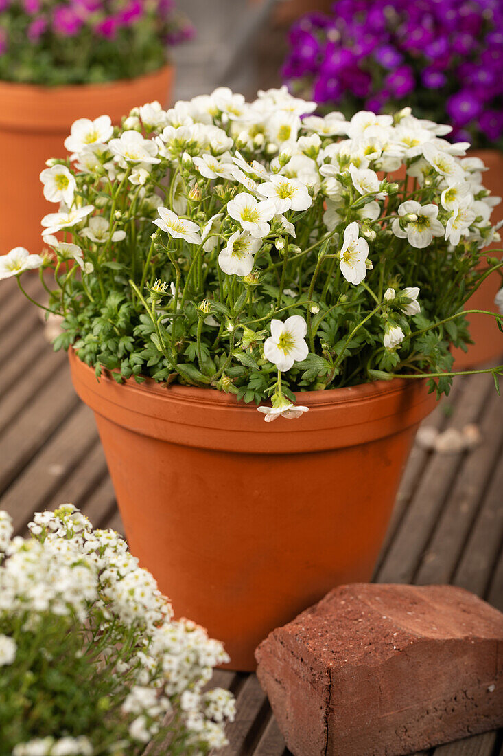 Saxifraga x arendsii 'Alpino™ Large White'