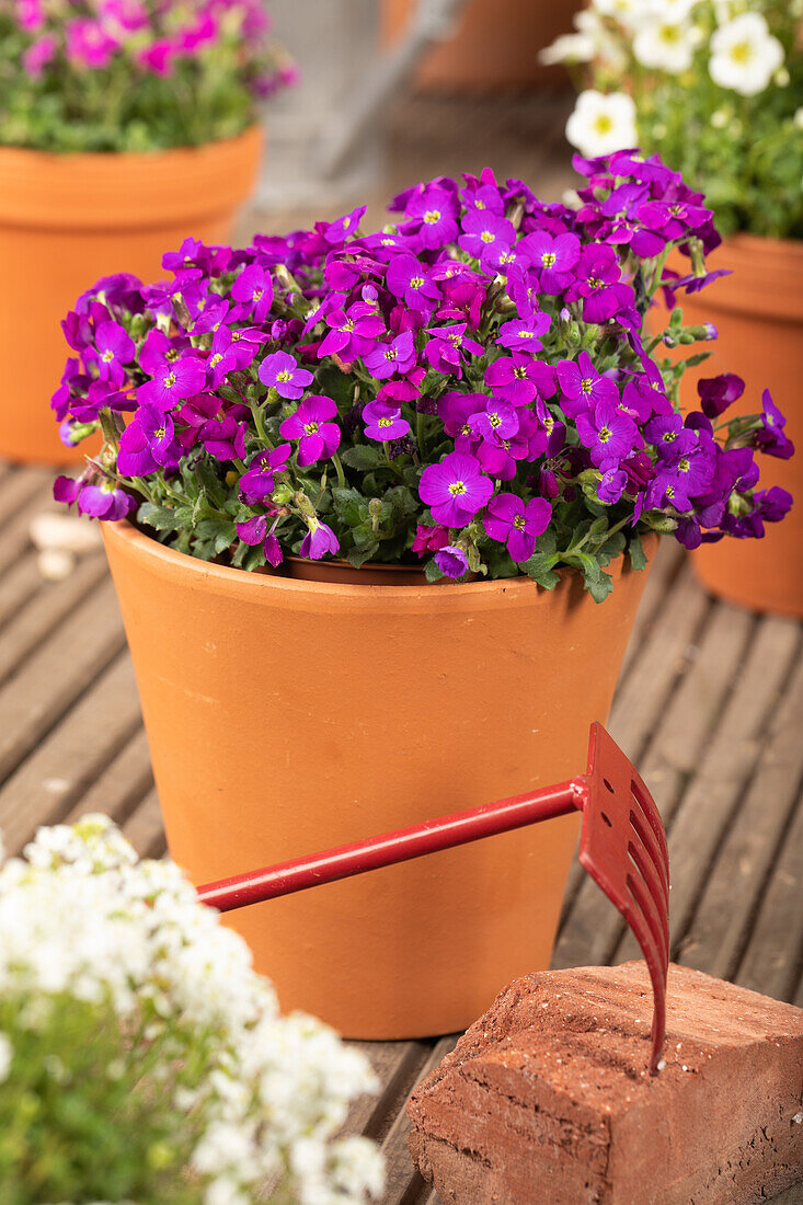 Aubrieta x cultorum 'Kitte® Rose'