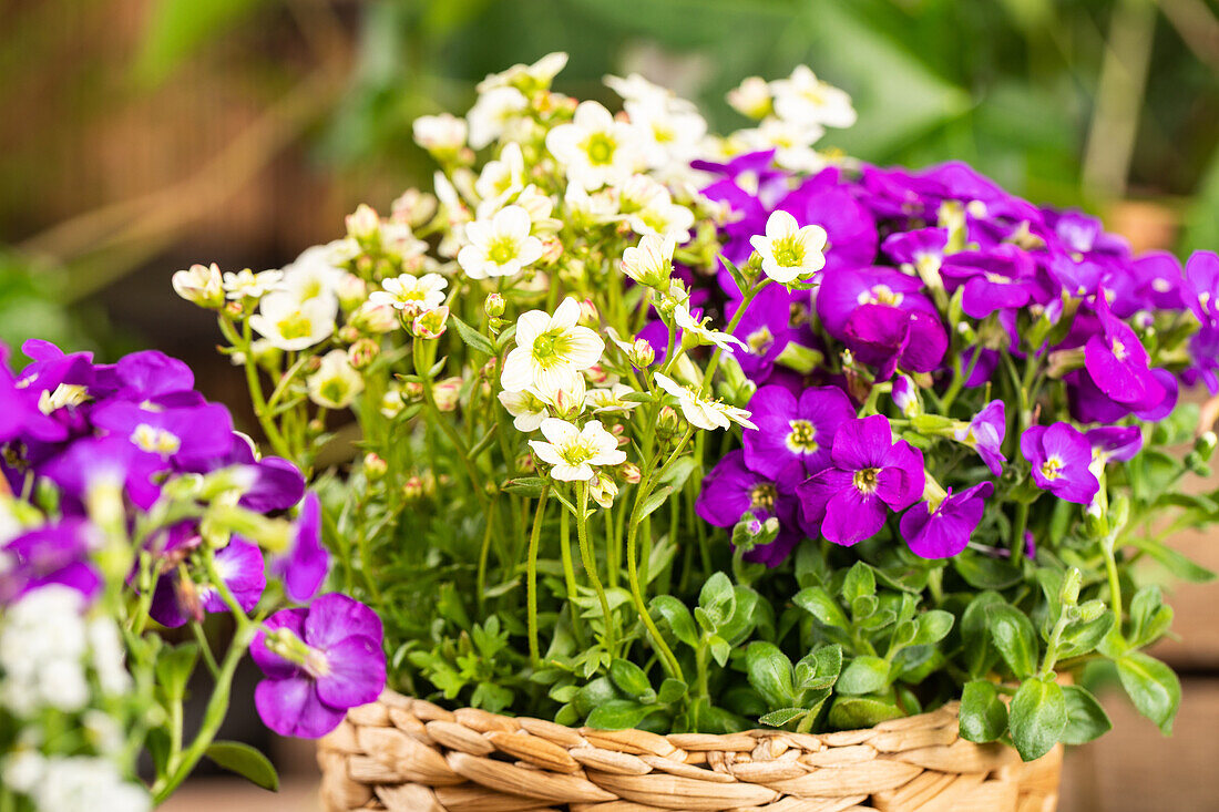 Saxifraga & Aubrieta Early SunPoly®