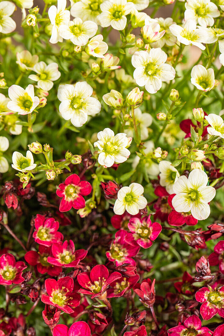 Saxifraga Early SunPoly®