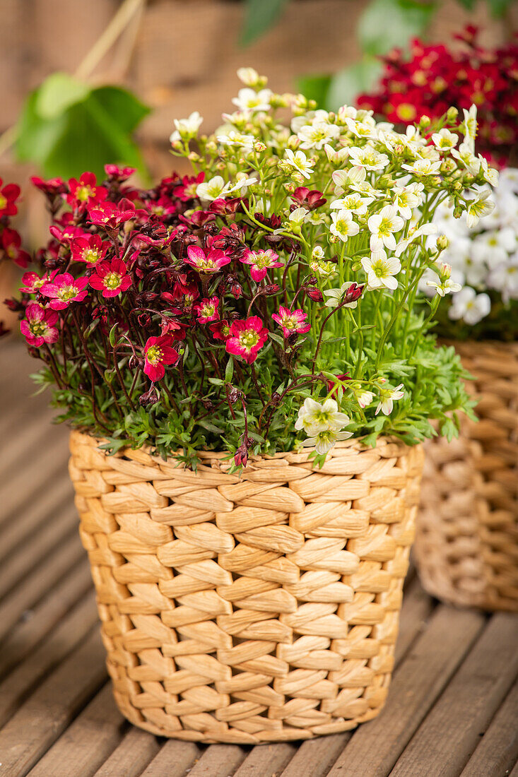 Saxifraga Early SunPoly®