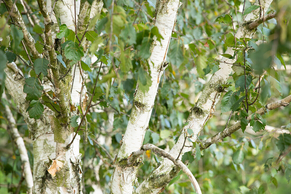 Betula utilis 'Doorenbos'