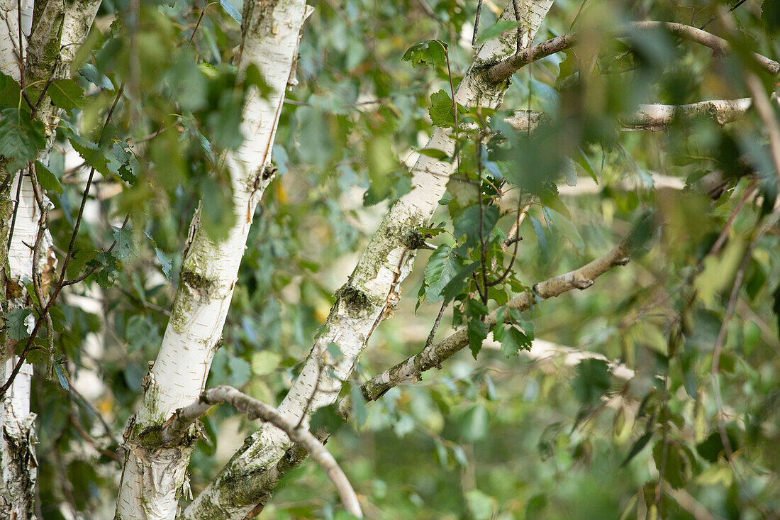 Betula utilis ,Doorenbos'