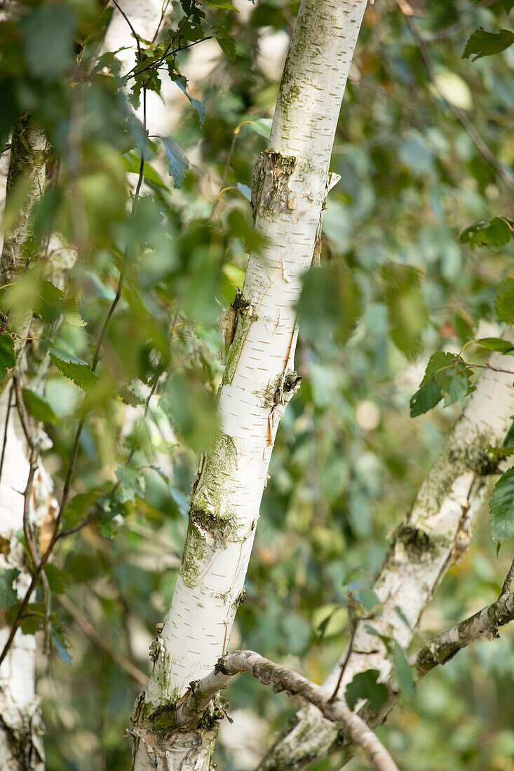 Betula utilis 'Doorenbos'