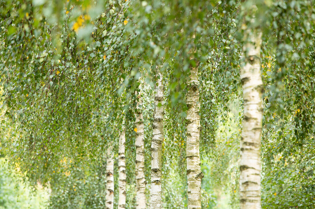 Betula utilis ,Doorenbos'