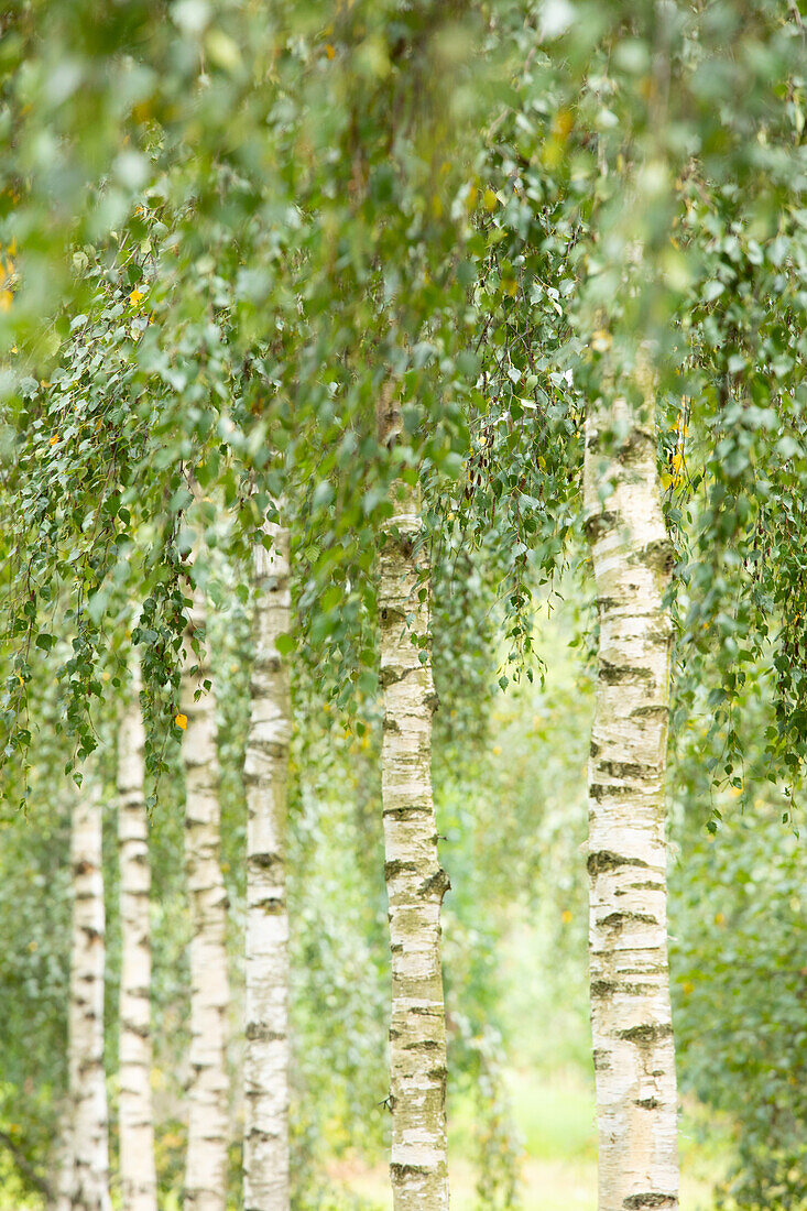 Betula utilis 'Doorenbos'