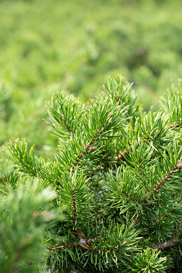 Pinus banksiana 'Velda'