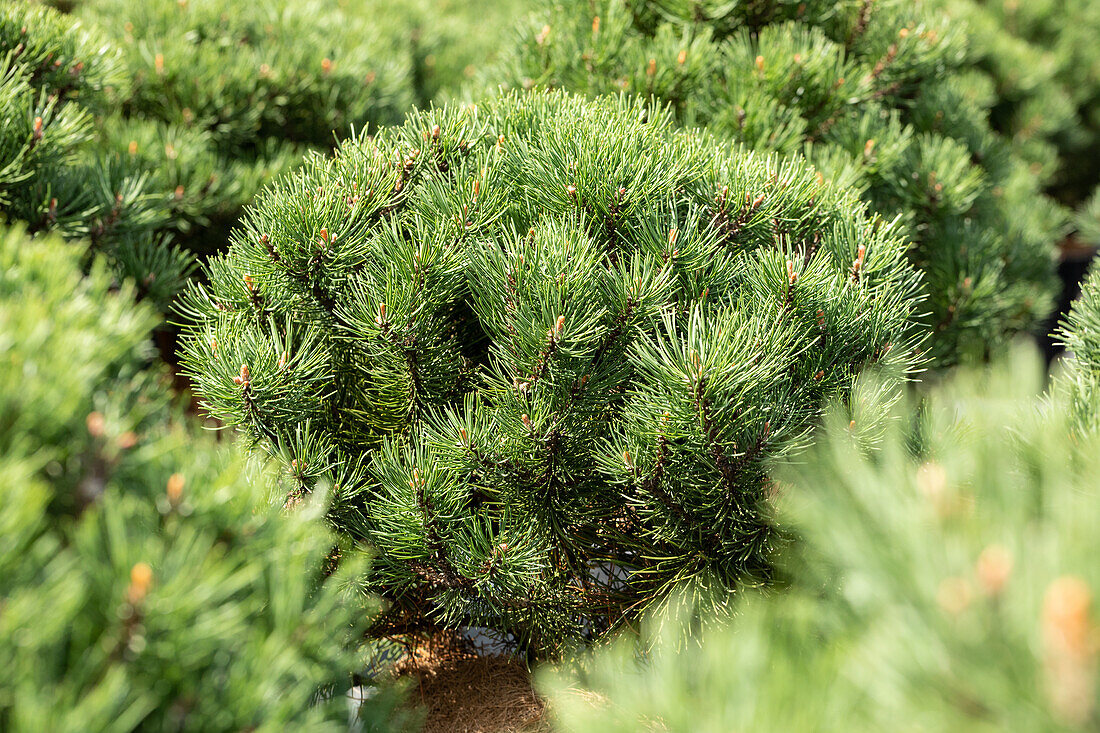 Pinus mugo 'Laurin'