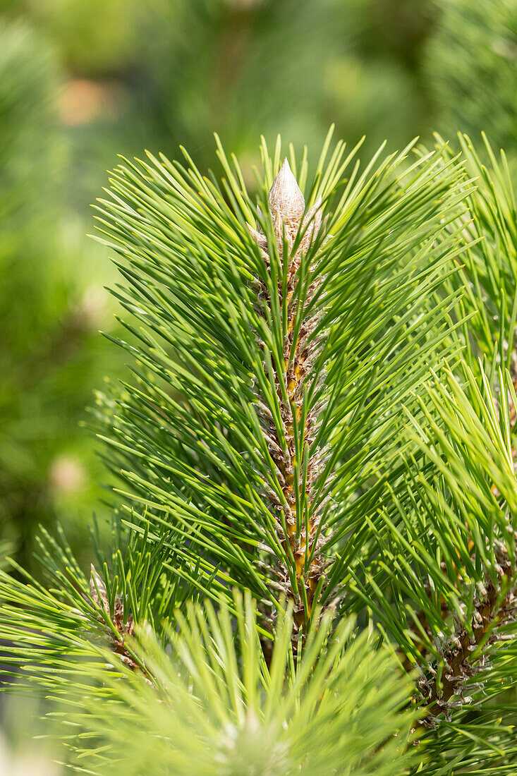 Pinus thunbergii 'Thunderhead'