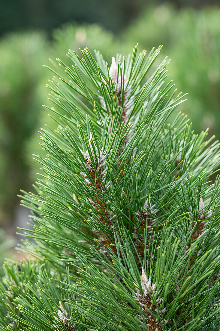 Pinus nigra 'Komet'