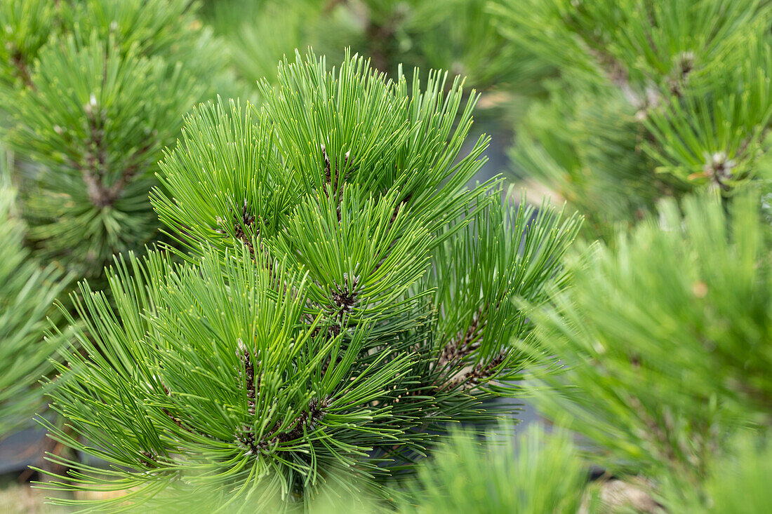 Pinus heldreichii 'Malinki'