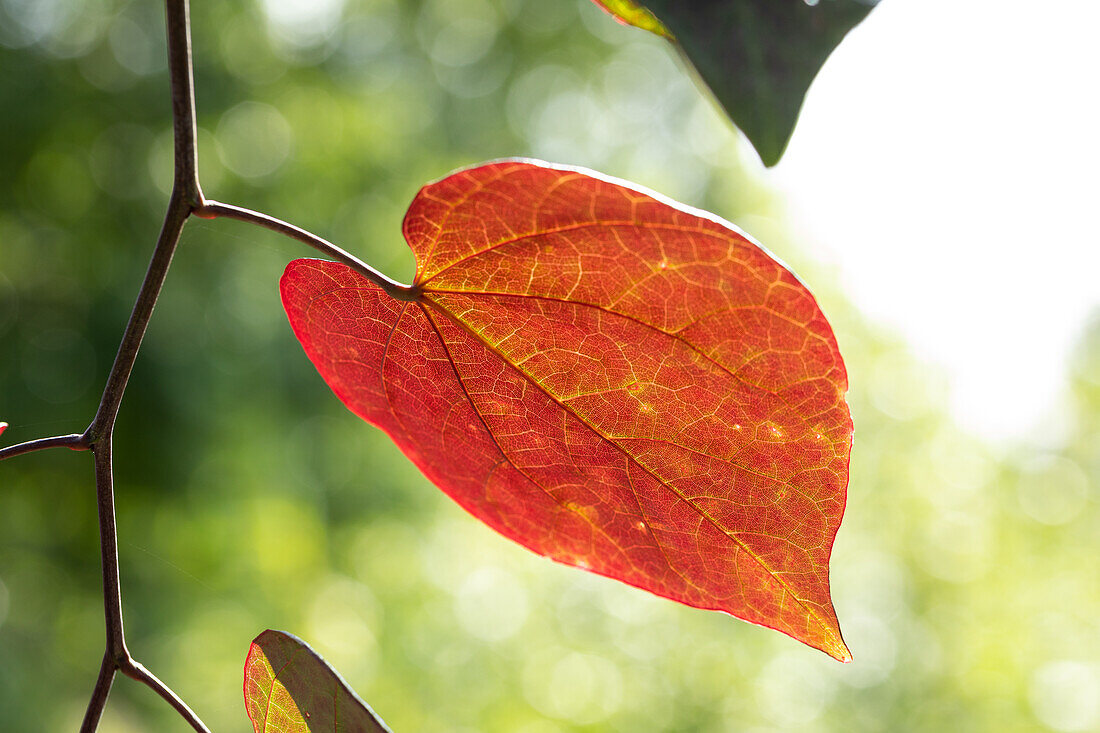 Cercis canadensis 'Ruby Falls'