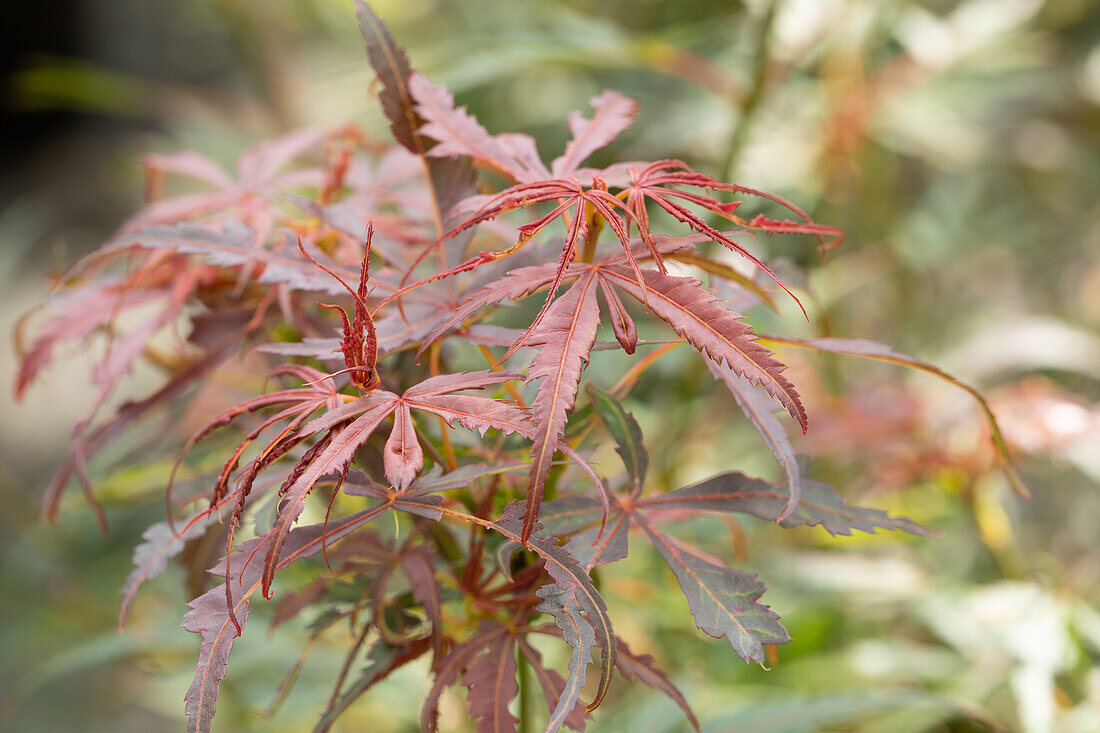 Acer palmatum 'Jerre Schwartz'