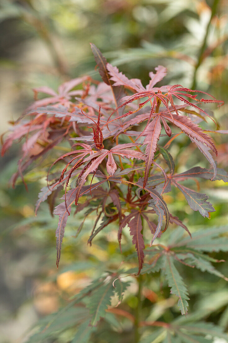 Acer palmatum 'Jerre Schwartz'