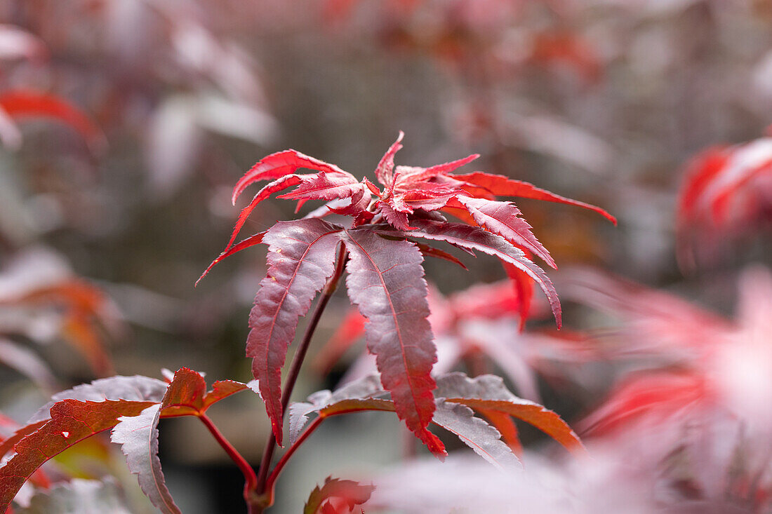 Acer palmatum 'Twombly´s Red Sentinel'