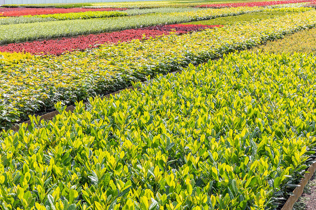 Plant quatier in a tree nursery