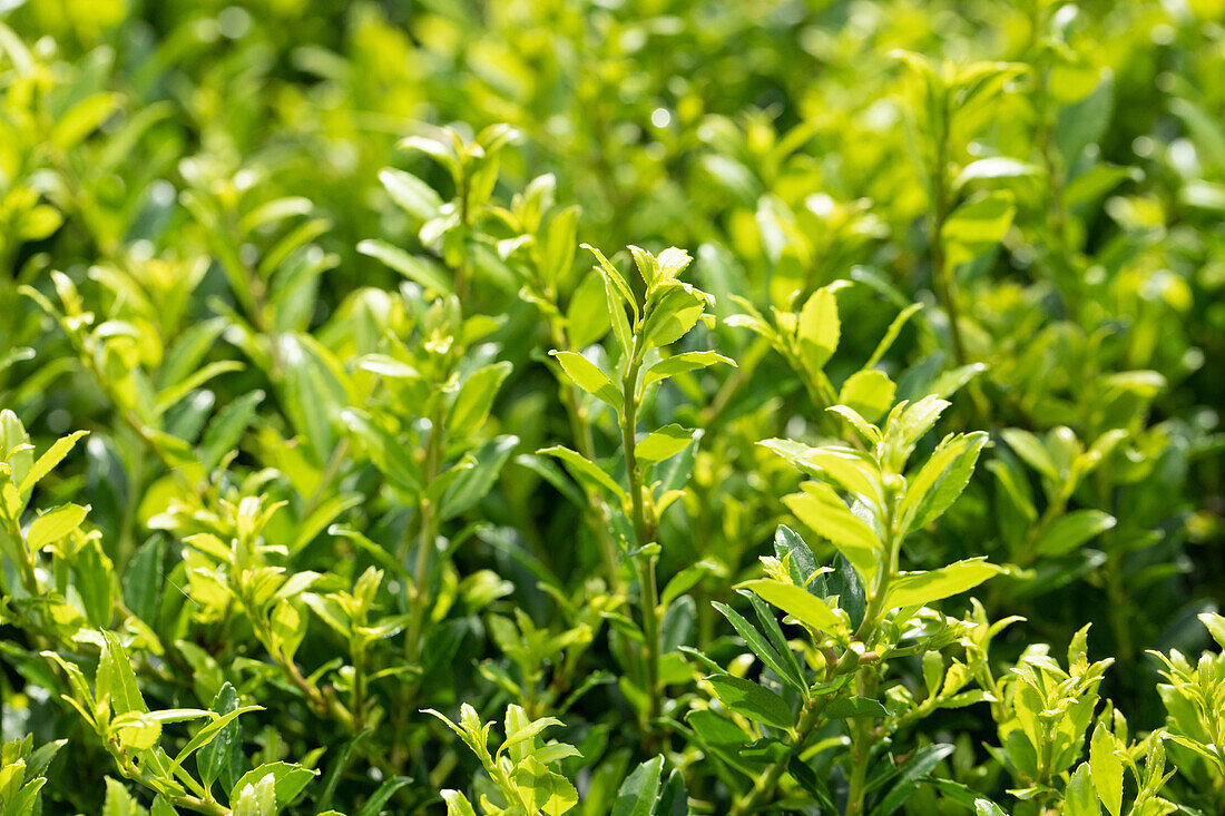 Ilex crenata 'Twiggy'