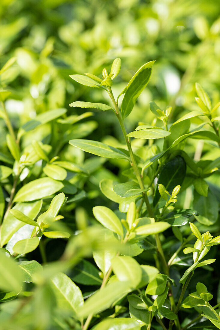 Ilex crenata 'Rotundifolia'