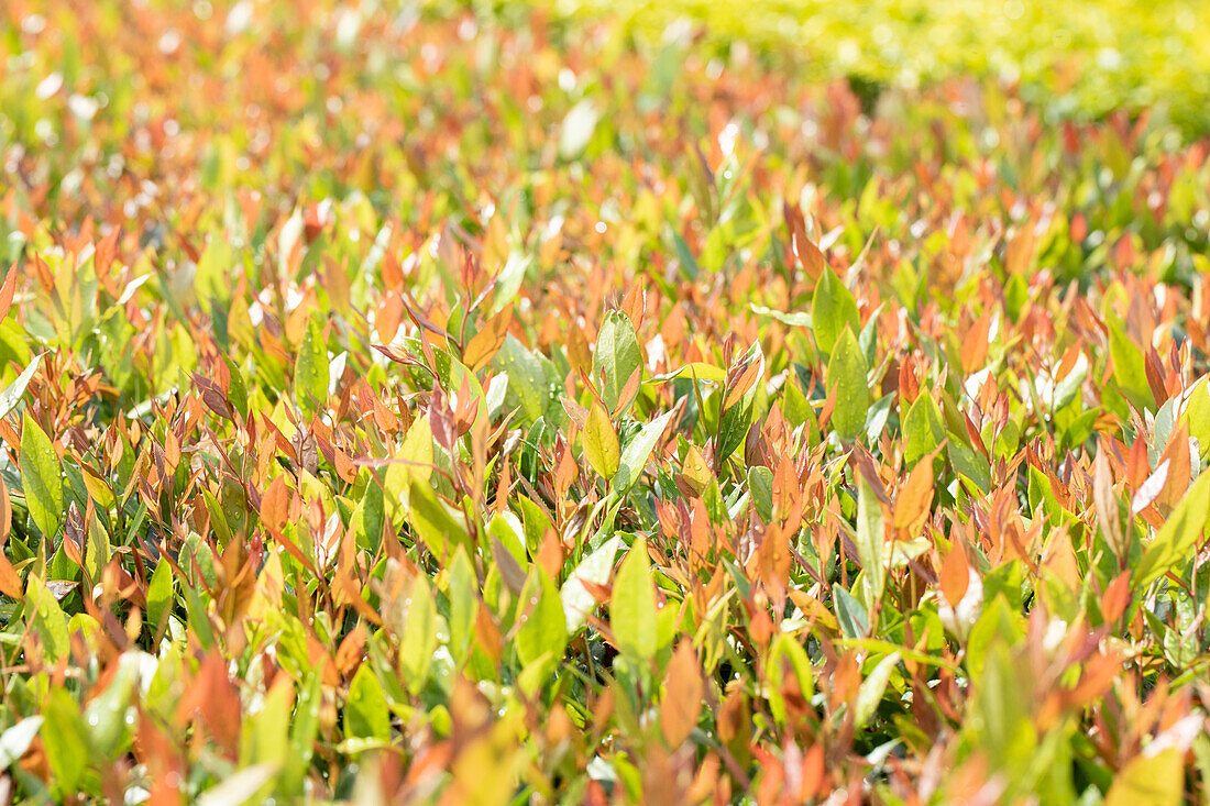 Leucothoe fontanesiana 'Little Flames'