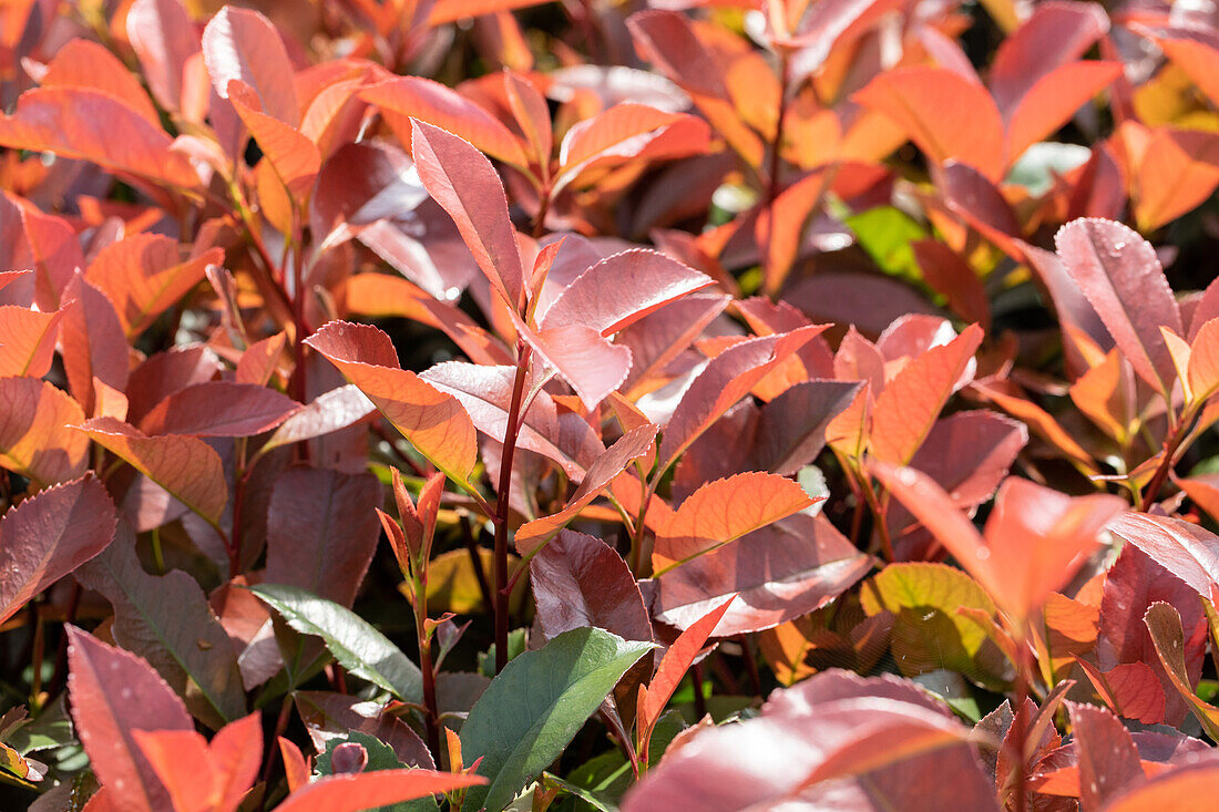 Photinia fraseri 'Red Robin'