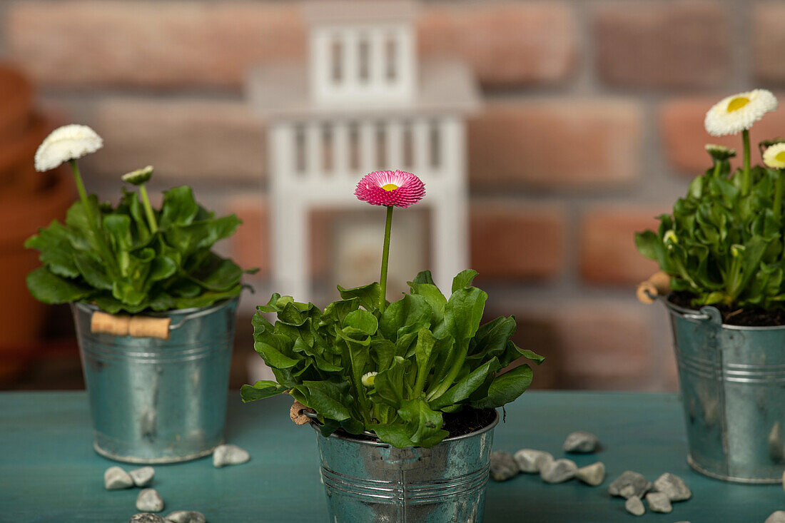 Bellis perennis