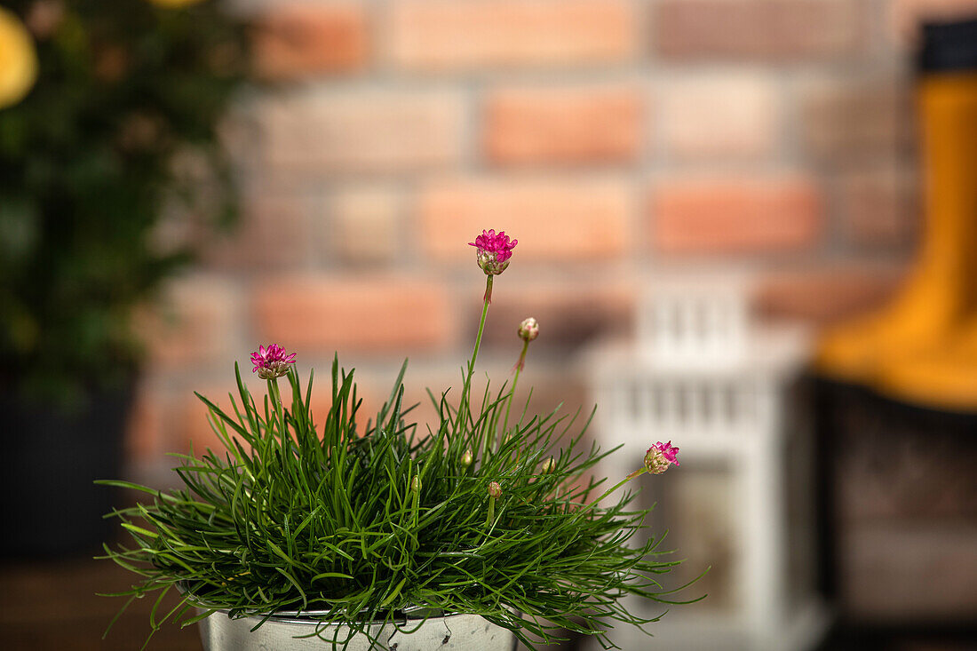 Armeria maritima, karminrot