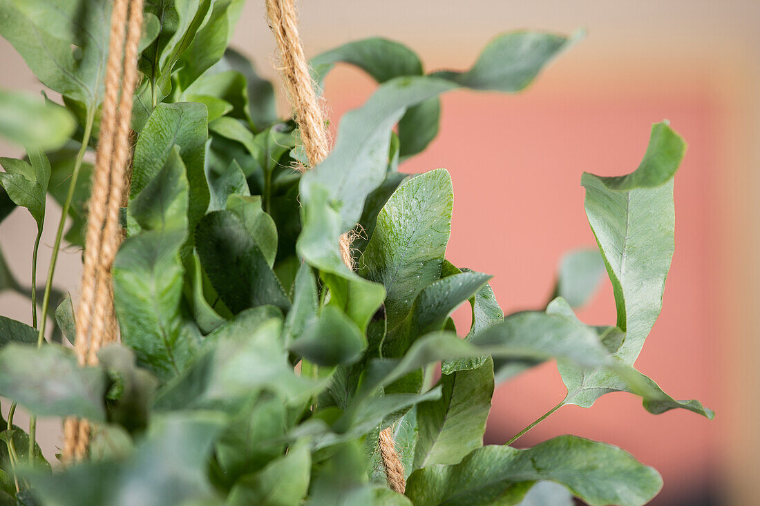 Phlebodium aureum