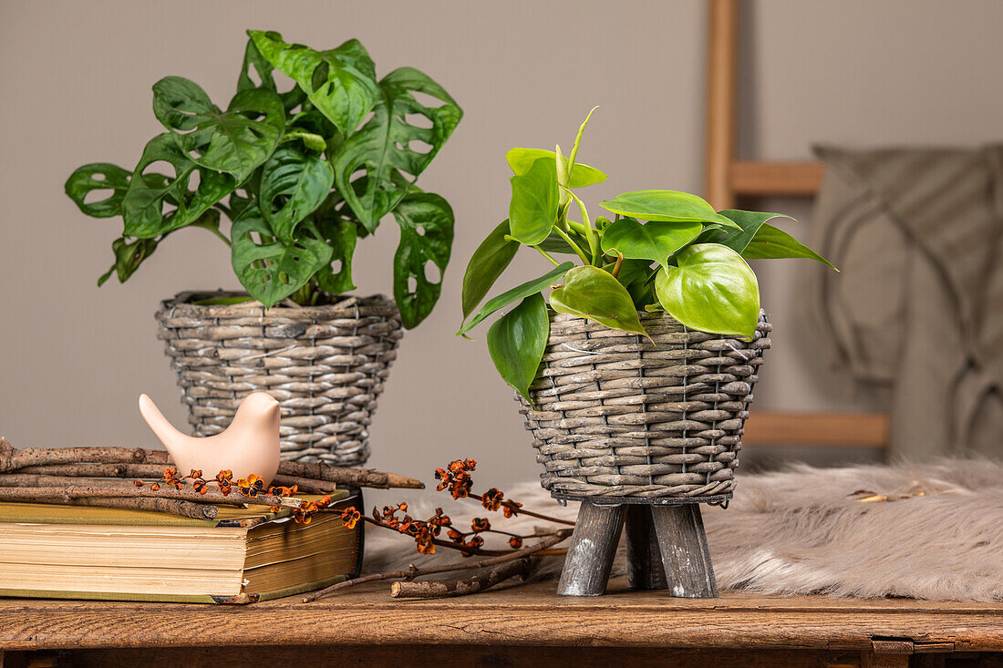 Philodendron scandens