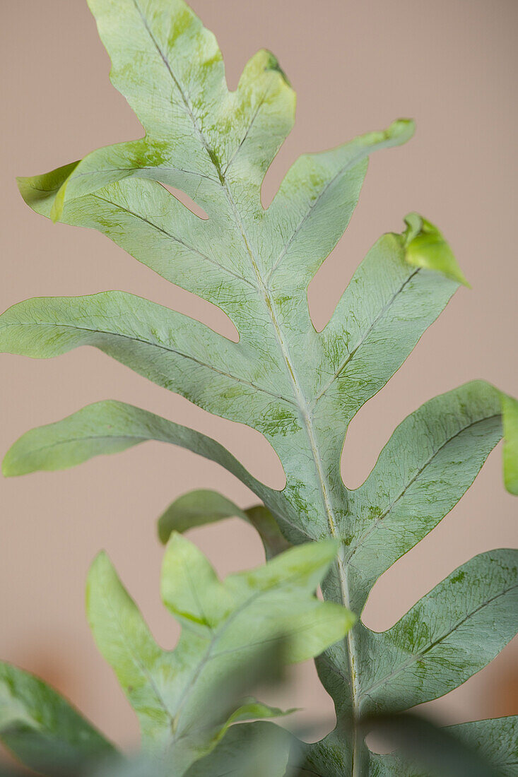 Phlebodium aureum 'Blue Star'