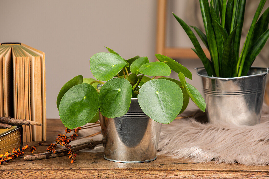 Pilea peperomioides