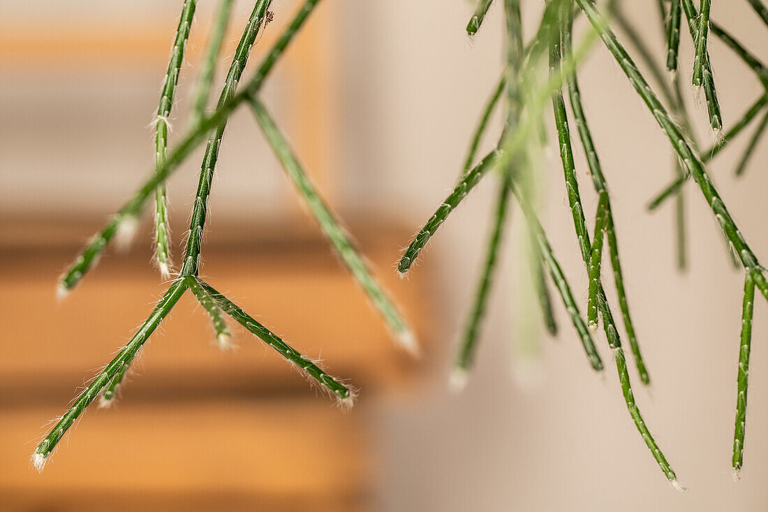 Rhipsalis pilocarpa