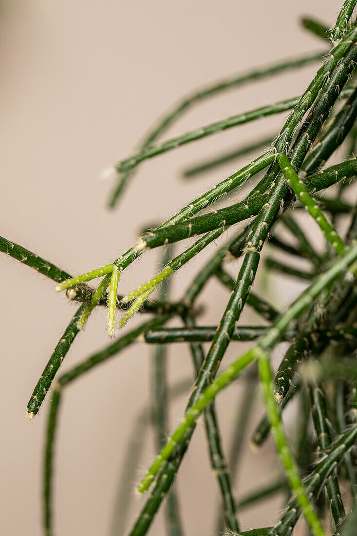 Rhipsalis pilocarpa