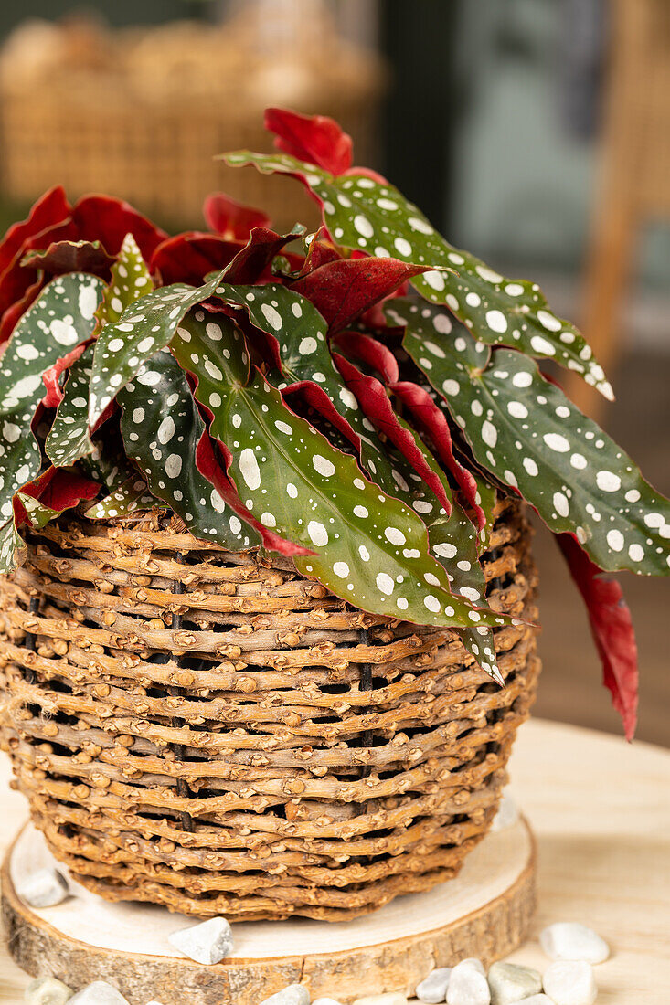 Begonia maculata 