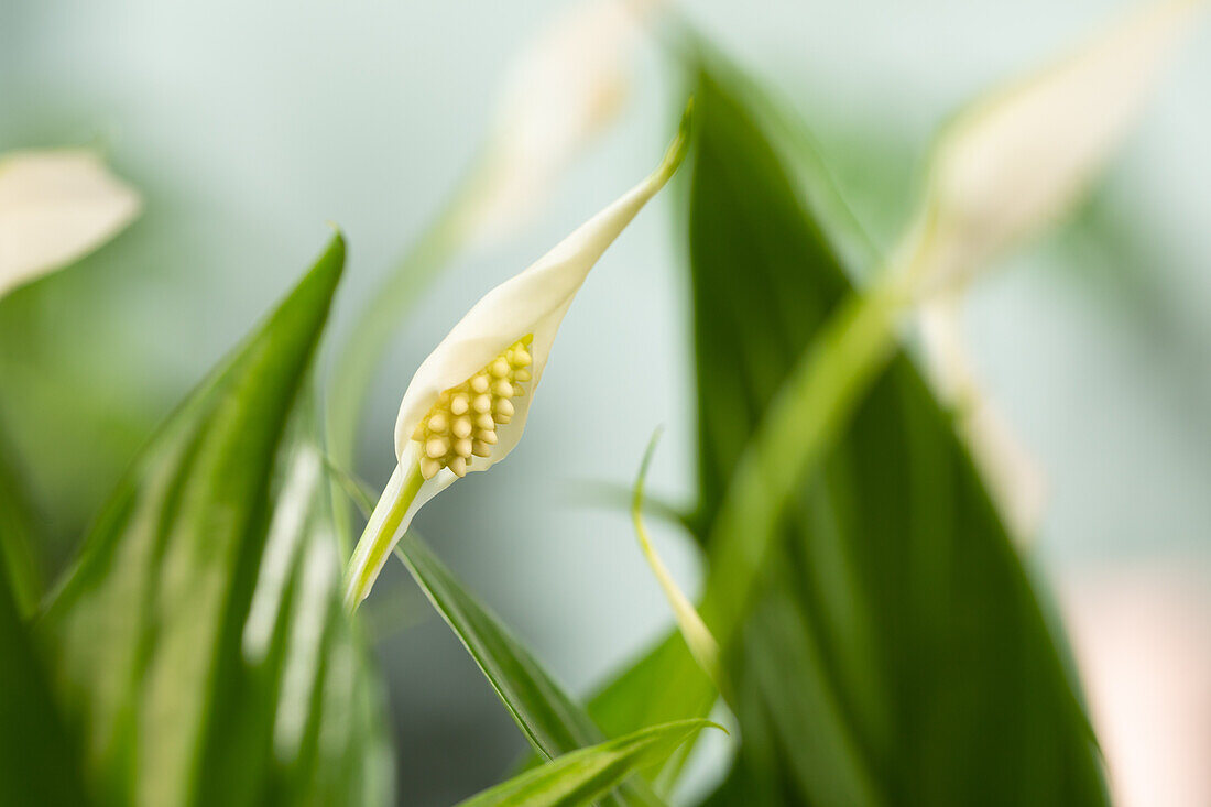 Spathiphyllum floribundum