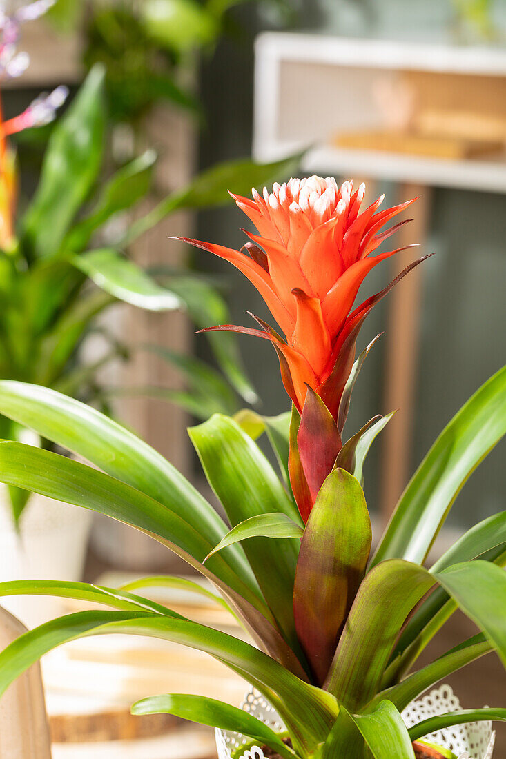 Guzmania 'Hope'