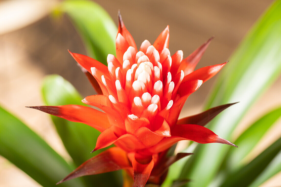 Guzmania 'Hope'