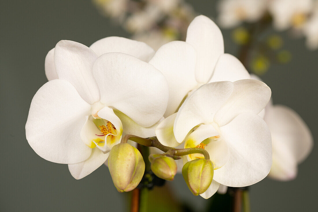 Phalaenopsis, weiß