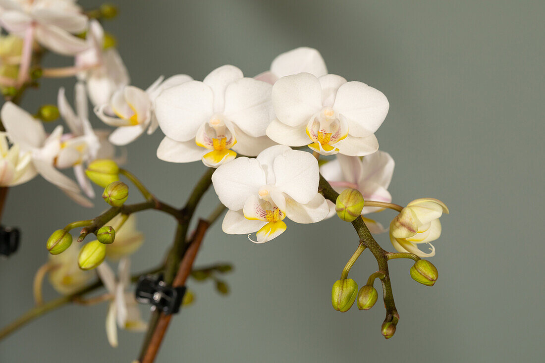 Phalaenopsis multiflora, white